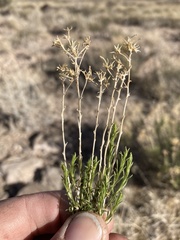 Chrysothamnus greenei