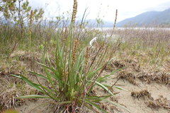 Plantago macrocarpa