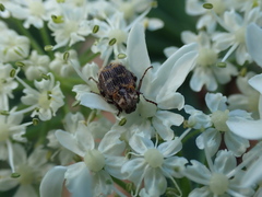 Valgus canaliculatus