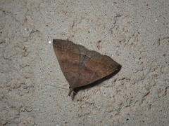 Pechipogo plumigeralis