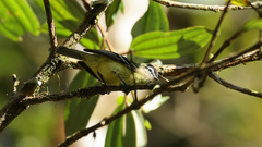 Phyllomyias nigrocapillus