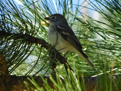 Vireo plumbeus