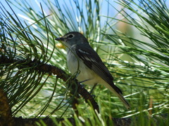 Vireo plumbeus
