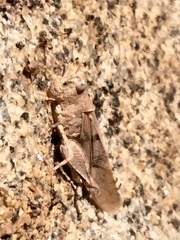 Trimerotropis thalassica