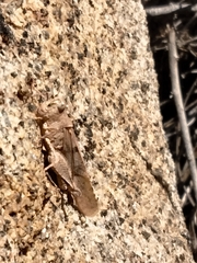 Trimerotropis thalassica