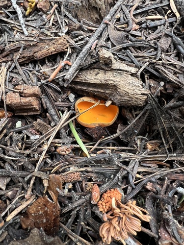 iNaturalist observation photo of Spring Orange Peel Fungus