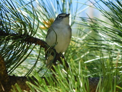 Vireo plumbeus