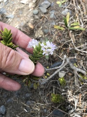 Veronica venustula