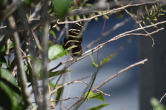 Heliconius charithonia