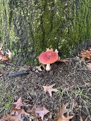 Amanita muscaria muscaria