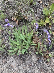 Polemonium pulcherrimum