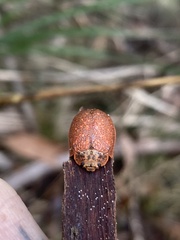 Paropsis delittlei