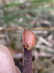 Paropsis delittlei