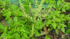 Rumex dentatus