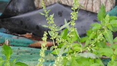 Rumex dentatus