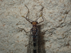 Megistopus flavicornis