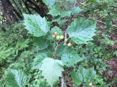Crataegus macrosperma