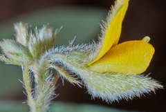 Crotalaria stipularia