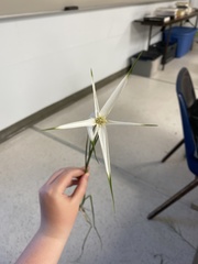 Rhynchospora latifolia