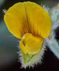Crotalaria stipularia