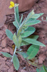 Crotalaria stipularia