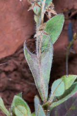 Crotalaria stipularia