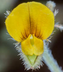 Crotalaria stipularia