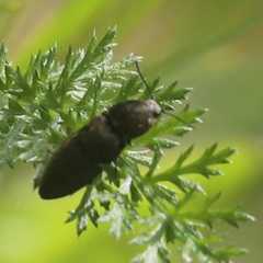 Prosternon tessellatum