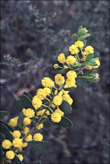 Acacia brachybotrya