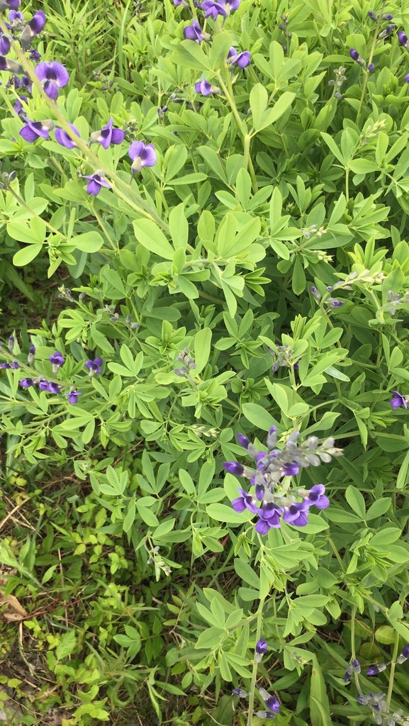 Tall blue wild indigo from lower township nj usa on may 28 2022 at
