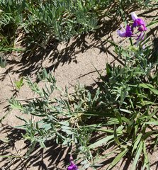 Lathyrus polymorphus
