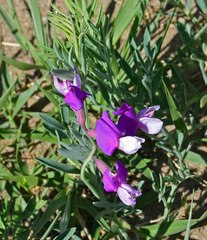 Lathyrus polymorphus