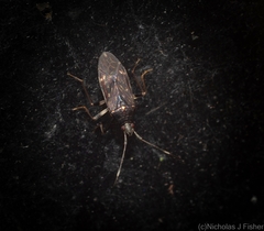 Aristaenetus similis