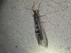 Megistopus flavicornis