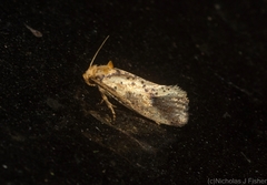 Azaleodes micronipha