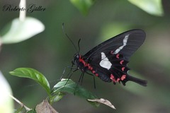 Parides agavus
