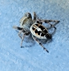 Phidippus adumbratus