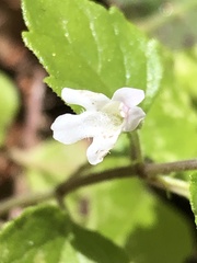 Clinopodium douglasii