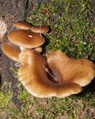 Pleurotus australis