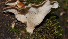 Pleurotus australis