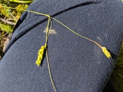 Carex formosa
