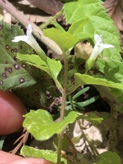 Clinopodium douglasii