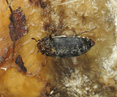 Dermestes caninus