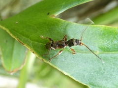 Euderces cleriformis