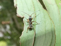 Euderces cleriformis