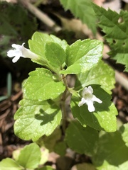 Clinopodium douglasii
