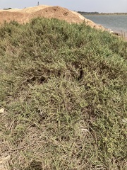 Angiospermae