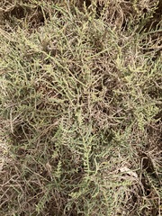 Angiospermae
