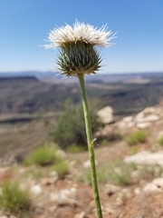 Cirsium neomexicanum utahense