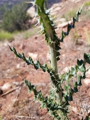Cirsium neomexicanum utahense